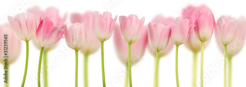 Naklejka kwiat świeży tulipan obraz