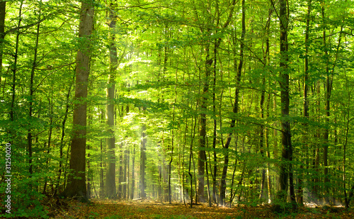 Fotoroleta drzewa ścieżka natura las lato
