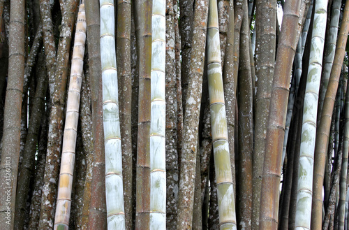 Fotoroleta roślina natura bambus azjatycki