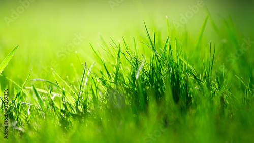 Fototapeta słońce trawa ogród
