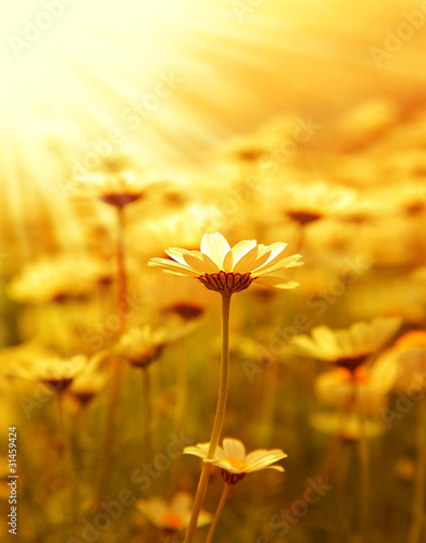 Obraz na płótnie łąka piękny rumianek roślina kwitnący