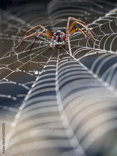 Plakat lato pająk natura