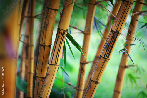 Naklejka Bambusowy las