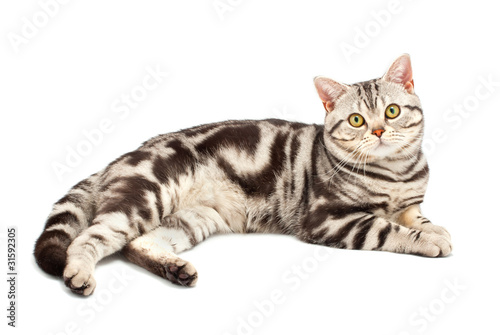 Plakat Amerykański krótkowłosy kot