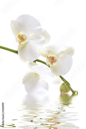 Fototapeta roślina kwiat aromaterapia piękny tropikalny