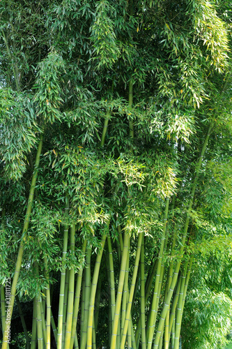 Obraz na płótnie krzew natura warzywo las spokojny