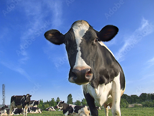 Obraz na płótnie rolnictwo mleko krowa