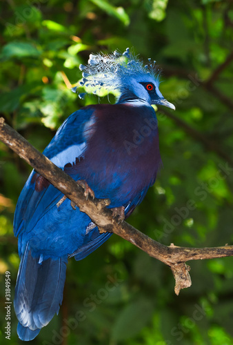 Obraz na płótnie tropikalny zwierzę oko drzewa ptak