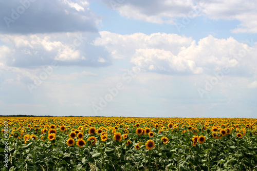 Fototapeta europa słonecznik kwiat roślina słońce