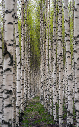 Fototapeta las drzewa pejzaż wiejski