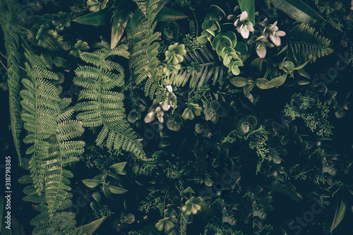 Obraz na płótnie lato dżungla szczyt roślina widok