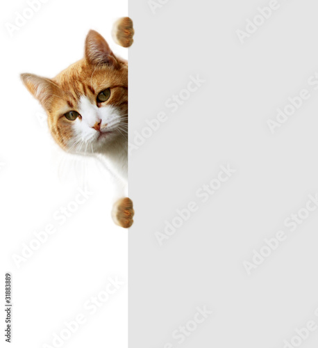 Fototapeta rasowy ładny ssak kot zwierzę