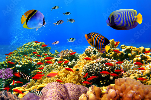 Naklejka podwodne egipt koral rafa tropikalny