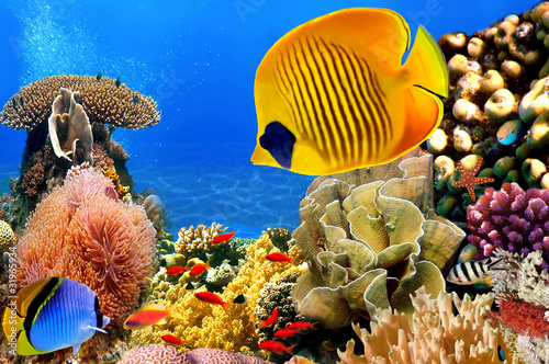 Fotoroleta tropikalny ryba zwierzę raj morze