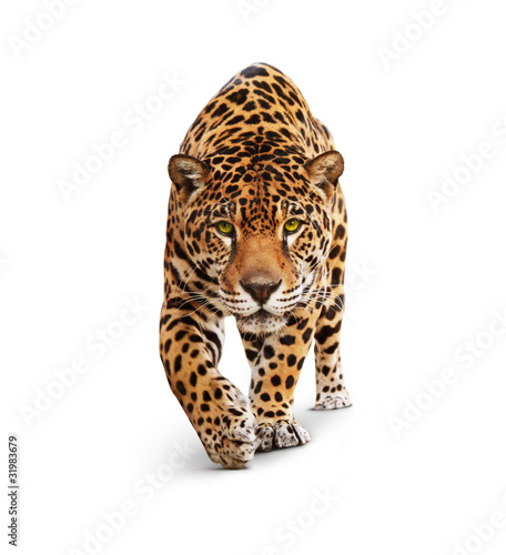 Naklejka dżungla oko pantera ssak kot