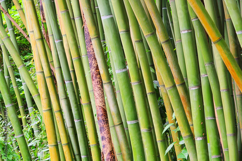 Fotoroleta stajnia roślina trawa bambus