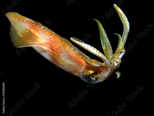 Fototapeta rafa natura podwodne owoce morza kalmar