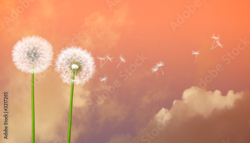 Fotoroleta trawa pejzaż mniszek niebo kwiat