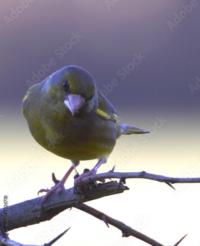 Fototapeta wiejski drzewa zwierzę śpiew ptak