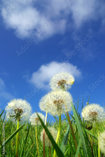 Fototapeta trawa kwiat zen świeży płatek
