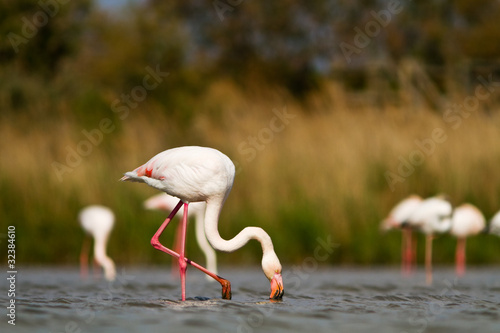 Obraz na płótnie ptak ornament zwierzę flamingo