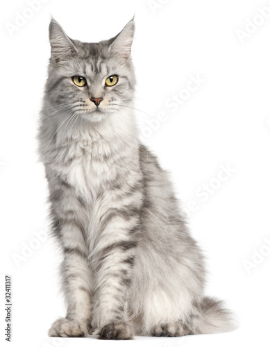Naklejka ssak kot zwierzę portret ładny