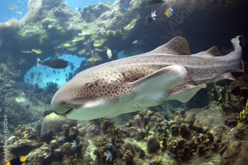Plakat rafa tropikalny australia ryba byk