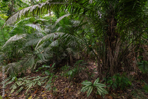 Obraz na płótnie dżungla tropikalny roślinność