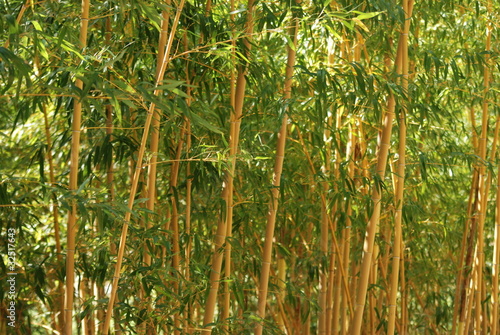 Plakat bambus zen roślina natura azjatycki