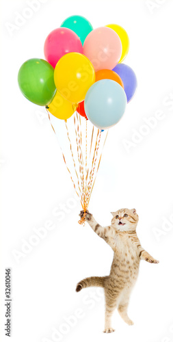 Fotoroleta Kot z kolorowymi balonami