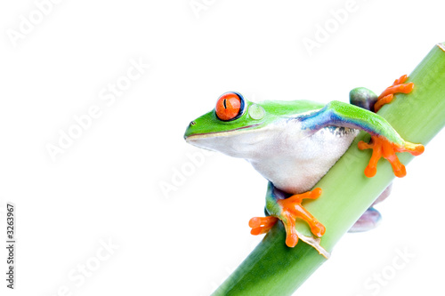 Plakat zwierzę żaba bambus