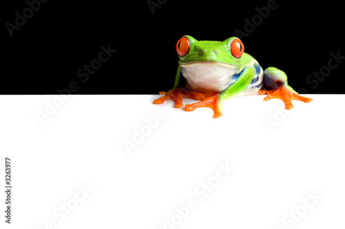 Fototapeta płaz żaba natura
