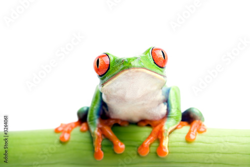 Fototapeta ładny płaz natura żaba