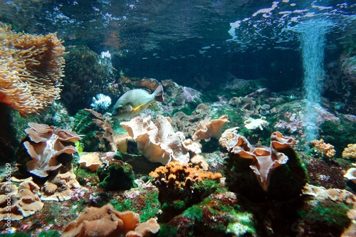 Obraz na płótnie natura ryba podwodne tropikalny koral