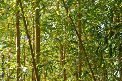Naklejka azja roślina bambus