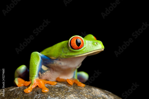 Naklejka ładny żaba oko płaz