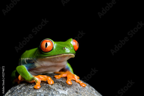 Obraz na płótnie żaba tropikalny płaz natura oko