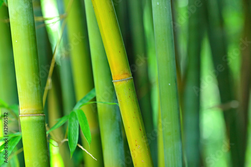 Obraz na płótnie bambus dżungla roślina wschód wzór