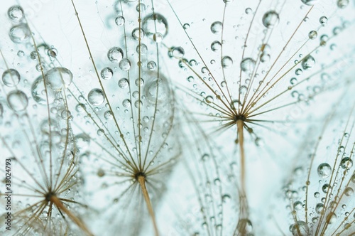 Fototapeta kwitnący piękny pąk woda świeży