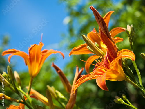 Fototapeta roślina kwiat lato