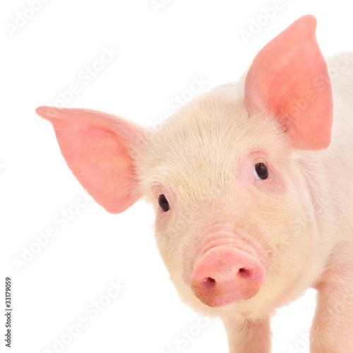 Naklejka świnia ssak rolnictwo