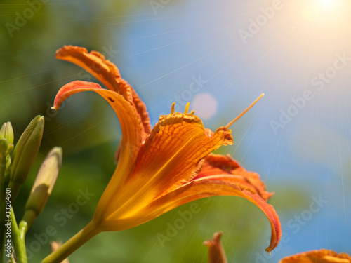 Fotoroleta kwiat natura pyłek