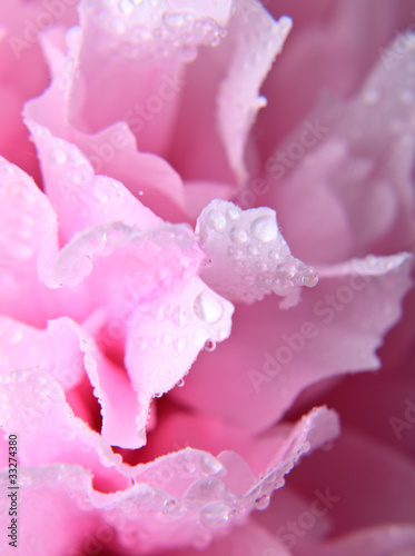 Fototapeta piwonia woda obraz kwiat