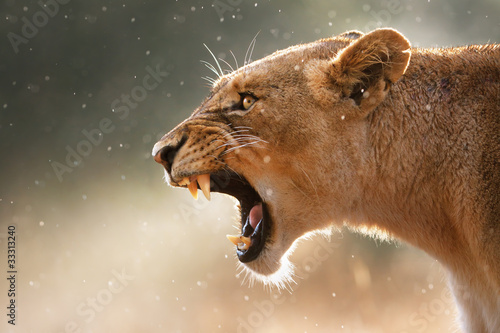 Plakat Drapieżna lwica