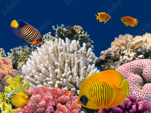 Fototapeta zwierzę tropikalny egzotyczny podwodne