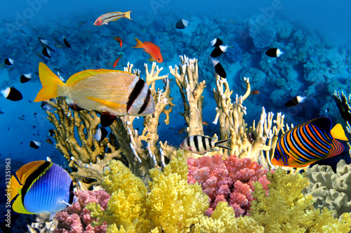 Plakat zwierzę tropikalna ryba woda wyspa koral