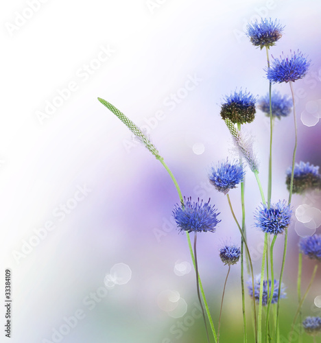 Fotoroleta piękny fiołek roślina kwiat