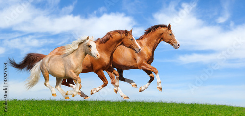 Obraz na płótnie koń niebo ssak trawa