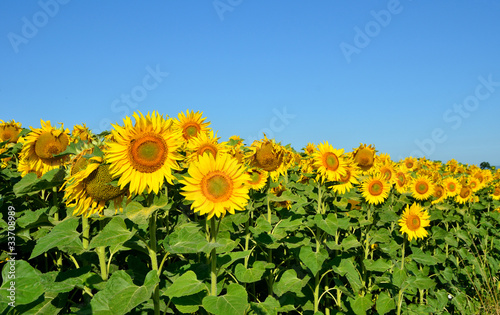 Fotoroleta słonecznik krajobraz roślina
