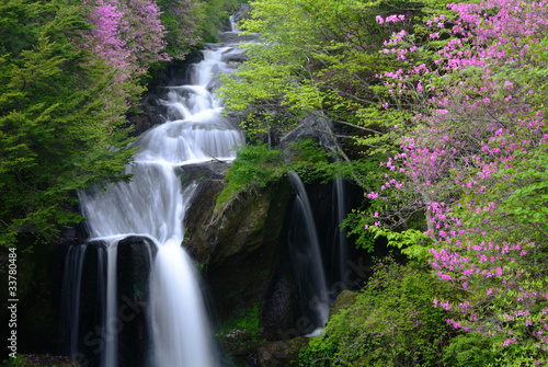 Fototapeta las świeży woda kwiat